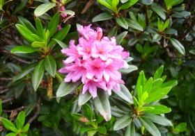 “Rhododendron ferrugineum” (Rododendro, Neret)